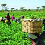 Smart Agriculture: Why Tractors Alone Won’t Save Nigeria’s Farms