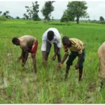 Falana Urges Federal Government to Fast-Track Ogoni, Niger Delta Clean-Up