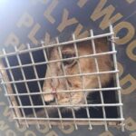 3 killed, dozens Kidnapped in Fegin Baza Assault at Tsafe