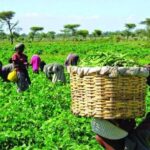 Uganda Mounts Pressure to End Internet Blackout Before Election 