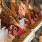 King Charles III to Host President Tinubu for UK State Visit