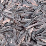 Mexico World Cup Playoff Begins