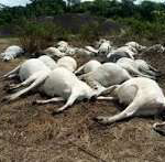 Dabiri-Erewa Faults Obi’s Supporters, Warns of Political Fallout