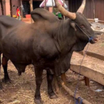 El-Rufai Alleges Plot to Implicate Him in Criminal Case