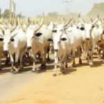 Customs Intercept N1.056 Billion Worth of Drugs in Benin