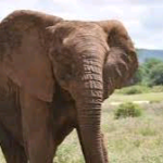 Oluremi Tinubu Commissions Road Project, Flags Off New Construction in Kano