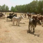 Sokoto PDP Adopts Abubakar Abdullahi as Consensus Governorship Candidate for 2027