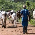 Delayed Release of 6,800 Fertilizer Bags Sparks Frustration Among FCT Farmers
