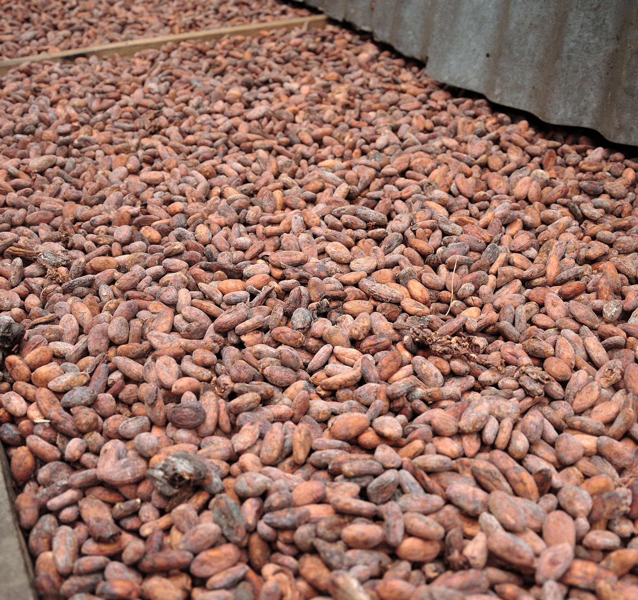 President Tinubu Orders End to Raw Cocoa Exports