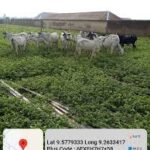 Four Cattle Killed in Mangu Armed Militia Attack; Troops Deploy to Avert Reprisal