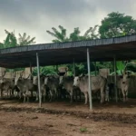 Katsina Approves Solar Equipment for Public Facilities, Targets 70MW